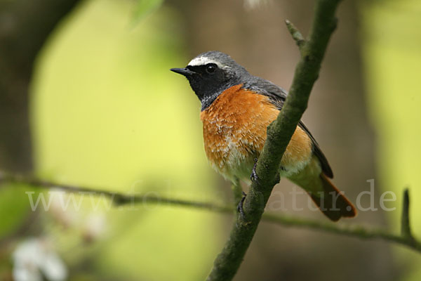 Gartenrotschwanz (Phoenicurus phoenicurus)