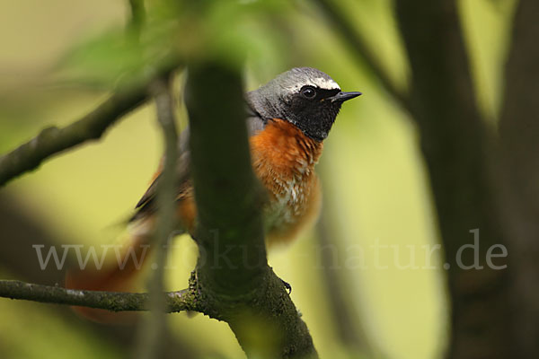 Gartenrotschwanz (Phoenicurus phoenicurus)