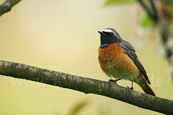 Gartenrotschwanz (Phoenicurus phoenicurus)