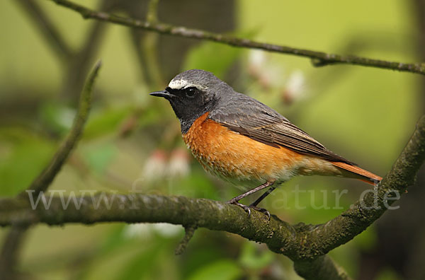 Gartenrotschwanz (Phoenicurus phoenicurus)