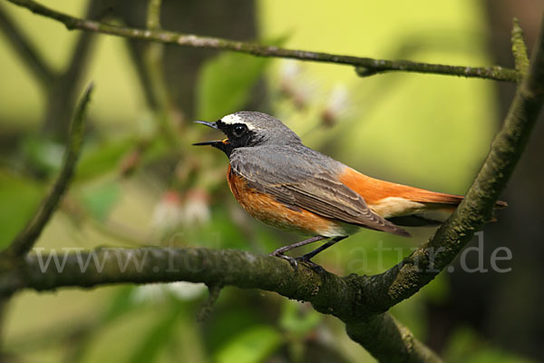 Gartenrotschwanz (Phoenicurus phoenicurus)