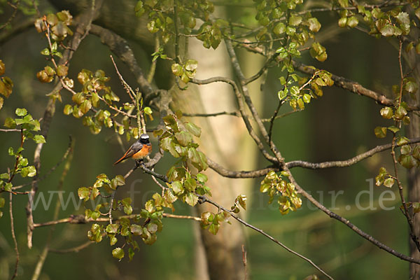 Gartenrotschwanz (Phoenicurus phoenicurus)