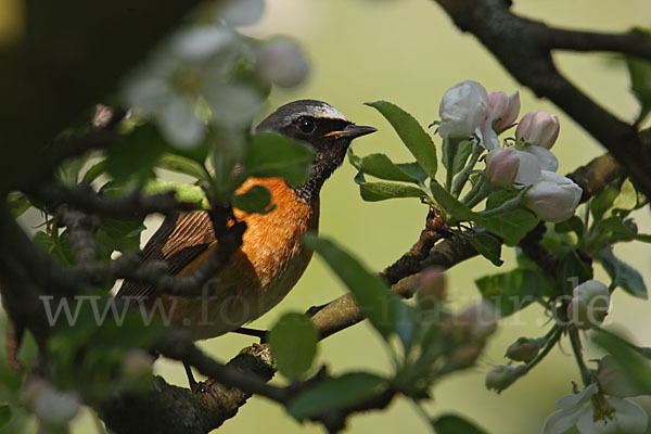 Gartenrotschwanz (Phoenicurus phoenicurus)