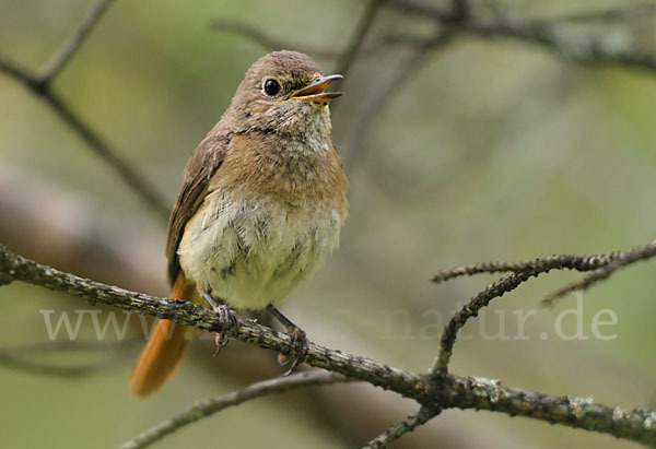 Gartenrotschwanz (Phoenicurus phoenicurus)