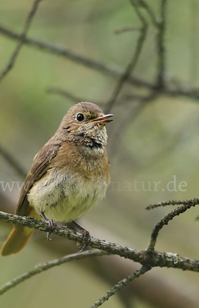 Gartenrotschwanz (Phoenicurus phoenicurus)