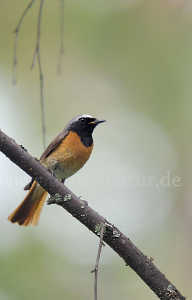 Gartenrotschwanz (Phoenicurus phoenicurus)