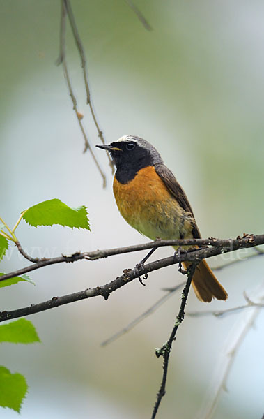 Gartenrotschwanz (Phoenicurus phoenicurus)