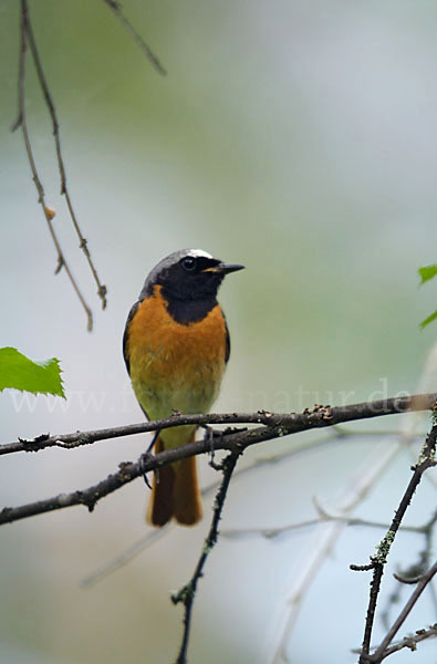 Gartenrotschwanz (Phoenicurus phoenicurus)