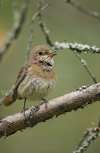 Gartenrotschwanz (Phoenicurus phoenicurus)