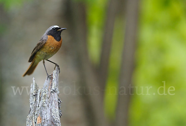 Gartenrotschwanz (Phoenicurus phoenicurus)