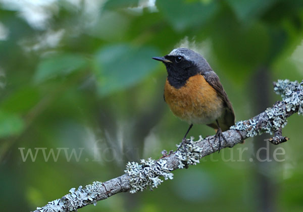 Gartenrotschwanz (Phoenicurus phoenicurus)