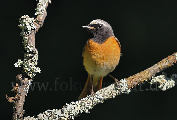 Gartenrotschwanz (Phoenicurus phoenicurus)