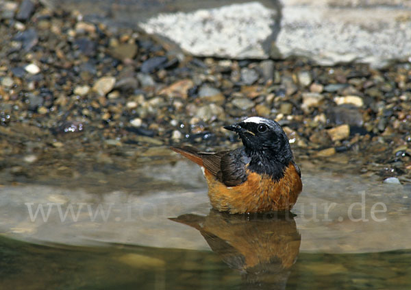 Gartenrotschwanz (Phoenicurus phoenicurus)