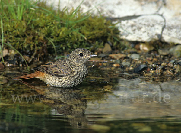 Gartenrotschwanz (Phoenicurus phoenicurus)