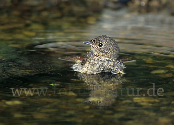 Gartenrotschwanz (Phoenicurus phoenicurus)