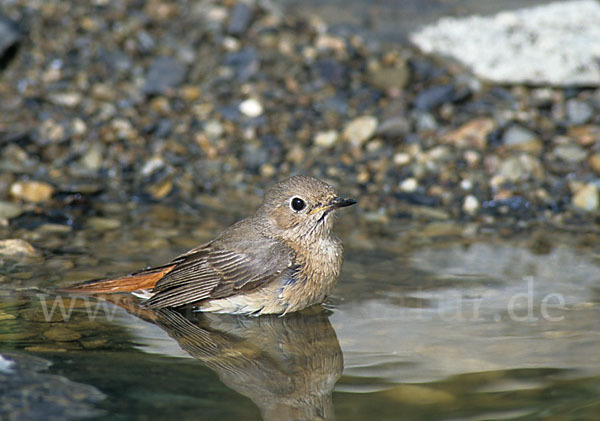 Gartenrotschwanz (Phoenicurus phoenicurus)