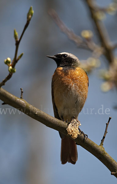 Gartenrotschwanz (Phoenicurus phoenicurus)