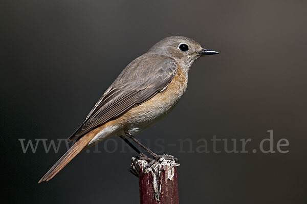 Gartenrotschwanz (Phoenicurus phoenicurus)