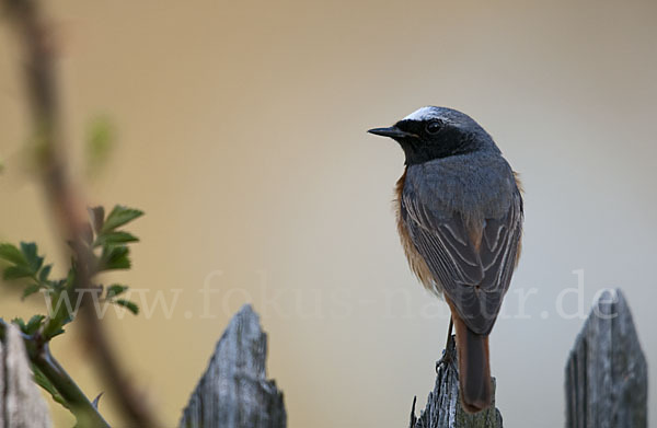 Gartenrotschwanz (Phoenicurus phoenicurus)