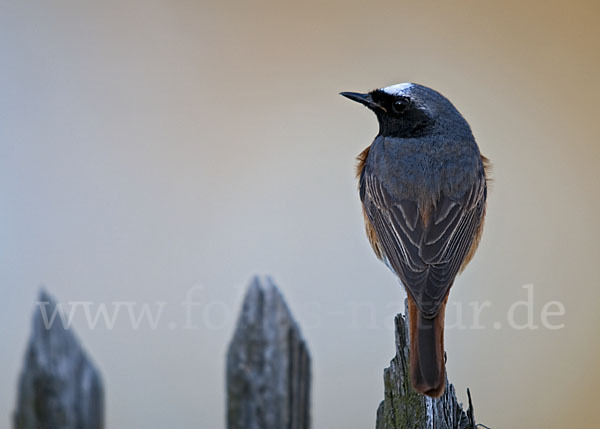 Gartenrotschwanz (Phoenicurus phoenicurus)