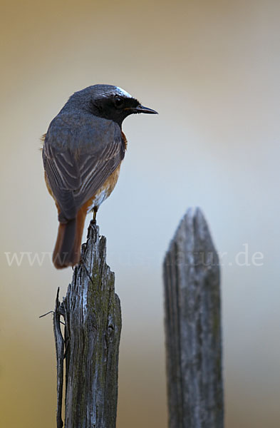 Gartenrotschwanz (Phoenicurus phoenicurus)