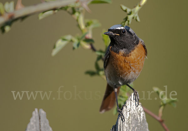 Gartenrotschwanz (Phoenicurus phoenicurus)