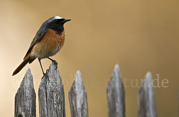 Gartenrotschwanz (Phoenicurus phoenicurus)