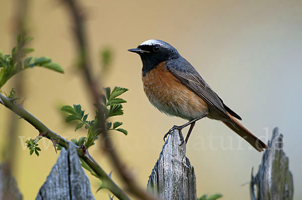 Gartenrotschwanz (Phoenicurus phoenicurus)