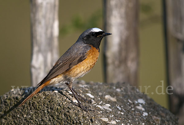 Gartenrotschwanz (Phoenicurus phoenicurus)