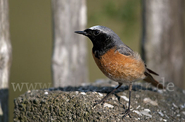 Gartenrotschwanz (Phoenicurus phoenicurus)