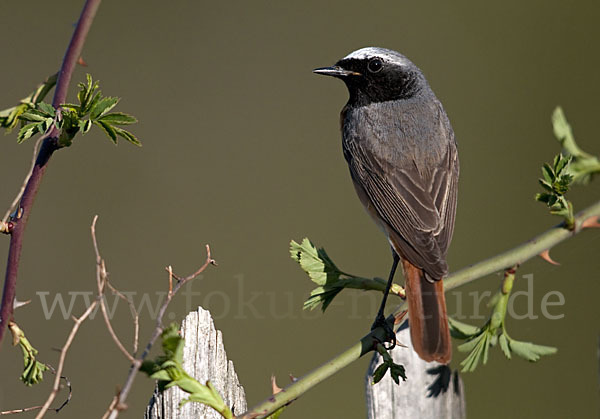 Gartenrotschwanz (Phoenicurus phoenicurus)