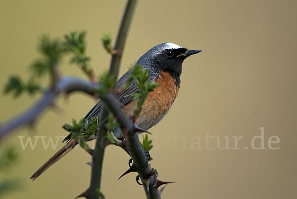 Gartenrotschwanz (Phoenicurus phoenicurus)