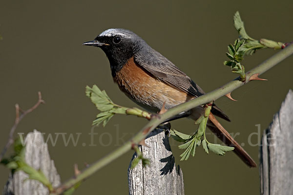 Gartenrotschwanz (Phoenicurus phoenicurus)