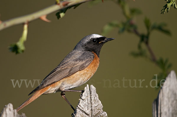 Gartenrotschwanz (Phoenicurus phoenicurus)