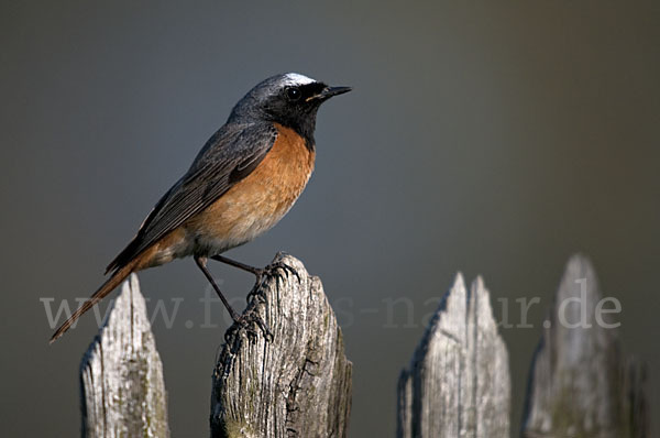 Gartenrotschwanz (Phoenicurus phoenicurus)