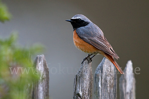 Gartenrotschwanz (Phoenicurus phoenicurus)