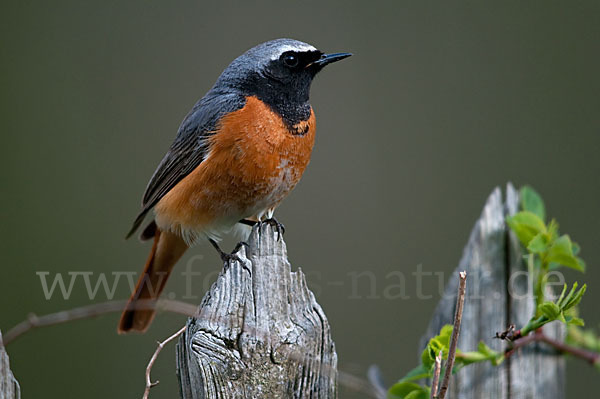 Gartenrotschwanz (Phoenicurus phoenicurus)