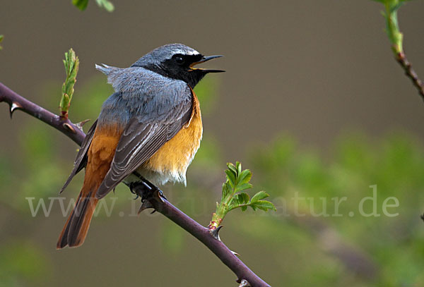 Gartenrotschwanz (Phoenicurus phoenicurus)