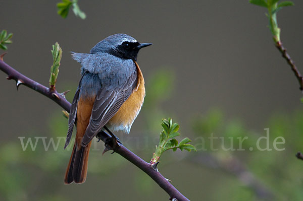 Gartenrotschwanz (Phoenicurus phoenicurus)