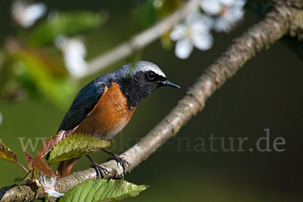 Gartenrotschwanz (Phoenicurus phoenicurus)