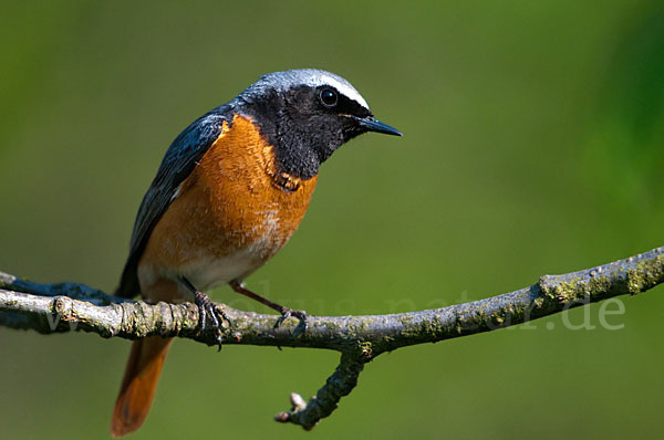 Gartenrotschwanz (Phoenicurus phoenicurus)