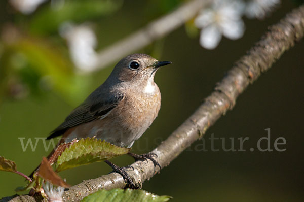 Gartenrotschwanz (Phoenicurus phoenicurus)