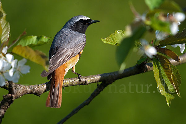 Gartenrotschwanz (Phoenicurus phoenicurus)