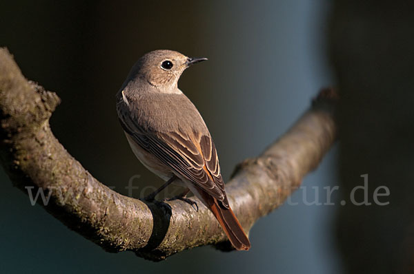 Gartenrotschwanz (Phoenicurus phoenicurus)