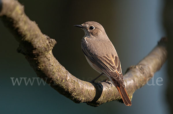 Gartenrotschwanz (Phoenicurus phoenicurus)