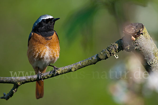 Gartenrotschwanz (Phoenicurus phoenicurus)