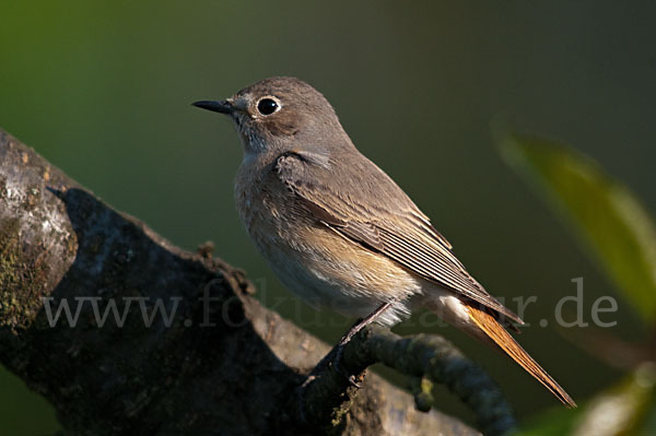 Gartenrotschwanz (Phoenicurus phoenicurus)