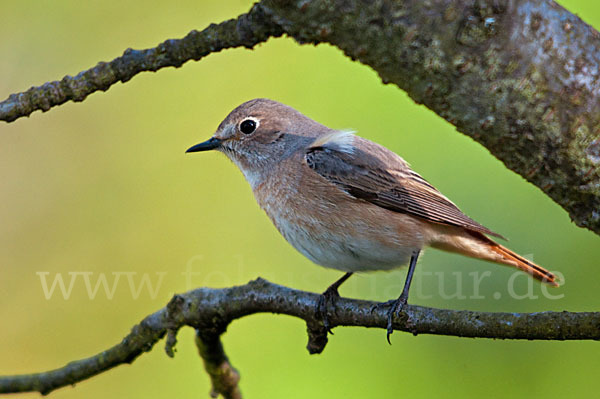 Gartenrotschwanz (Phoenicurus phoenicurus)