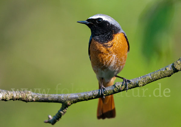 Gartenrotschwanz (Phoenicurus phoenicurus)