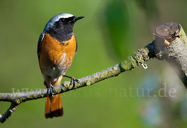 Gartenrotschwanz (Phoenicurus phoenicurus)